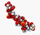 chondroitin