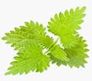 nettle