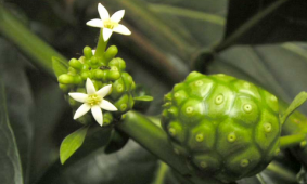 morinda-citrifolia Morinda citrifolia