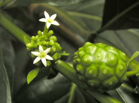 morinda-citrifolia Morinda citrifolia